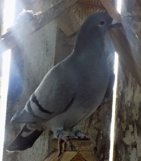 Fica UNICA 141 - FEMELE