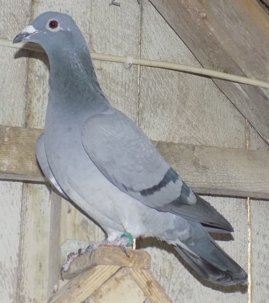 Fica Unica 141 - FEMELE