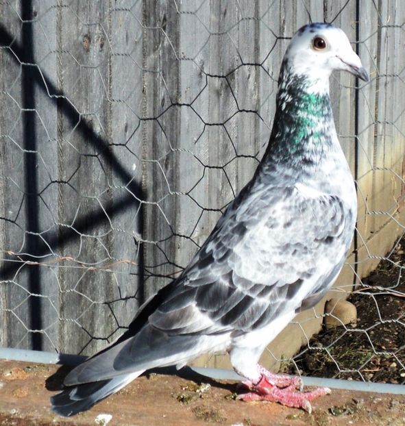 Fica Loc 3 Echipa FCI Italia - Cuca Italia