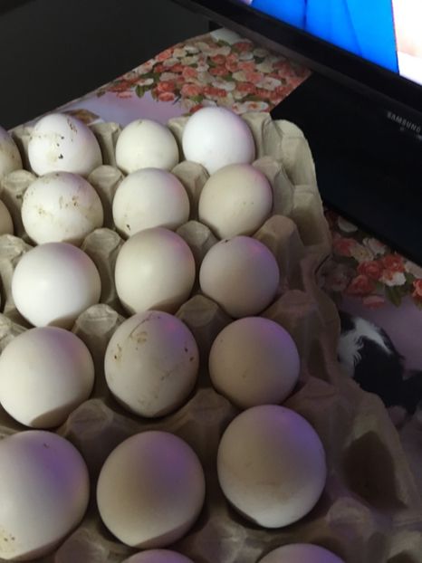 7A7523AA-DC1A-4FC1-B868-34A4716A3C86 - A de vânzare oua