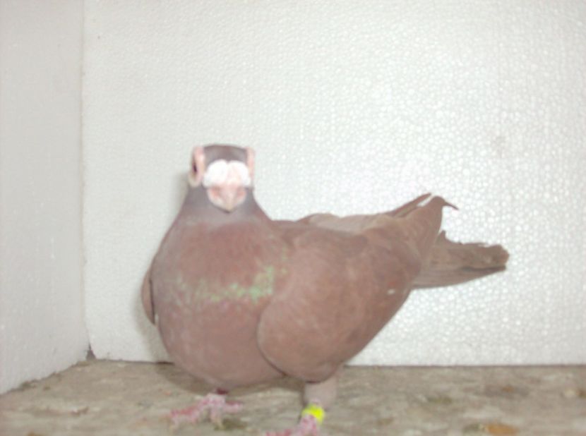 femela 2017 - Carunculati de oradea