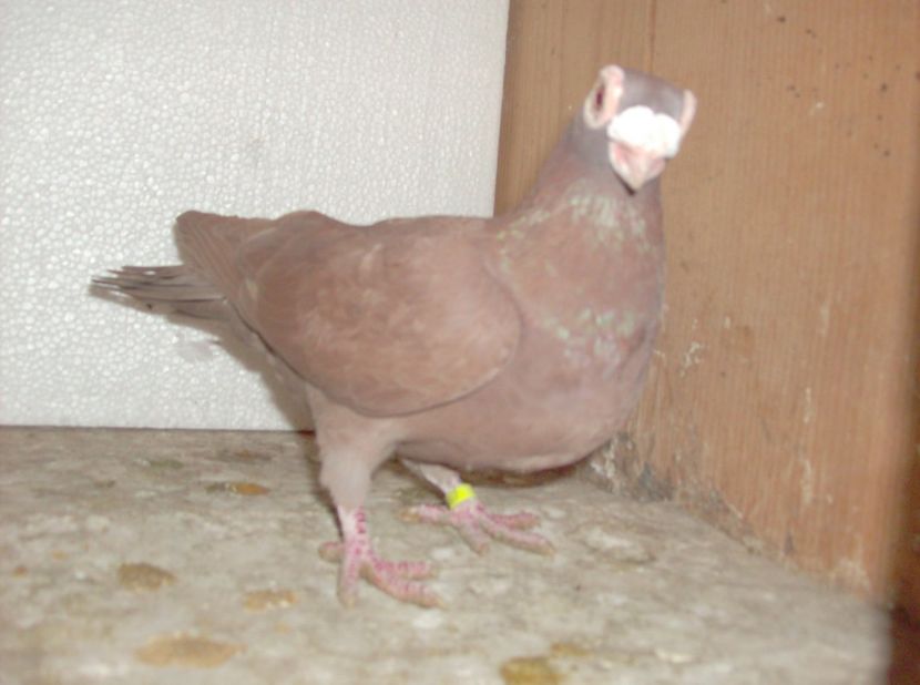  - Carunculati de oradea