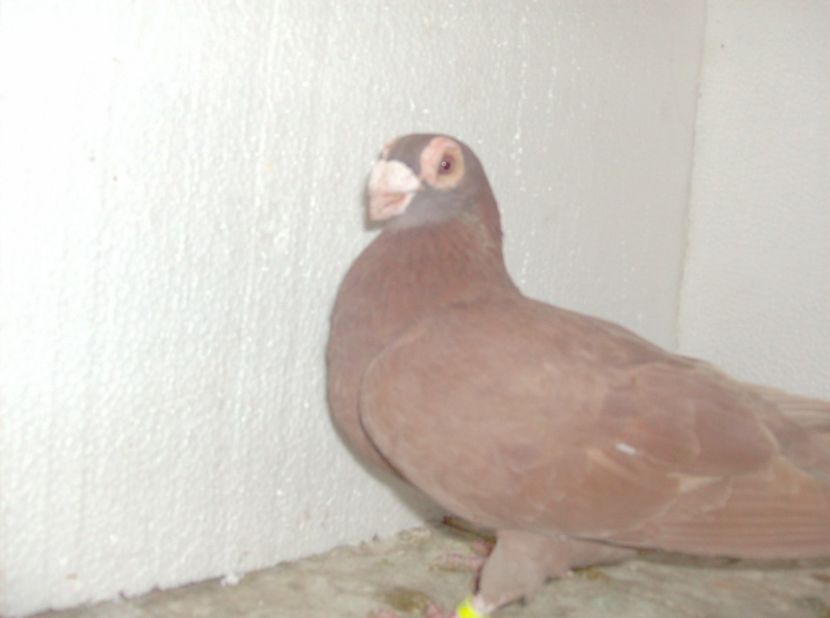  - Carunculati de oradea