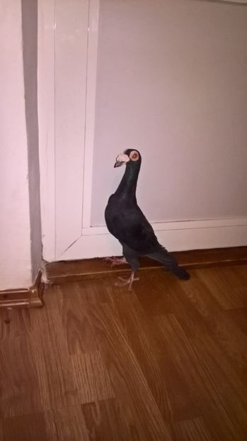 m 2017 - porumbei carier