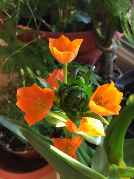 37517F7F-2353-466E-84DC-90E5BE91AC55 - 28 Ianuarie 2018