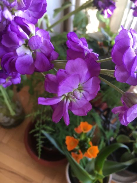 6525631F-AA29-4F28-93A5-83B5C0D84712 - 28 Ianuarie 2018