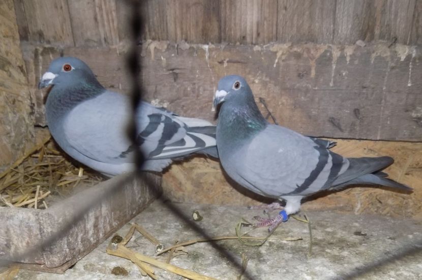 Fiu 141 x DV - Nr 4 Fiu 141 x DV Nep Lucky 848