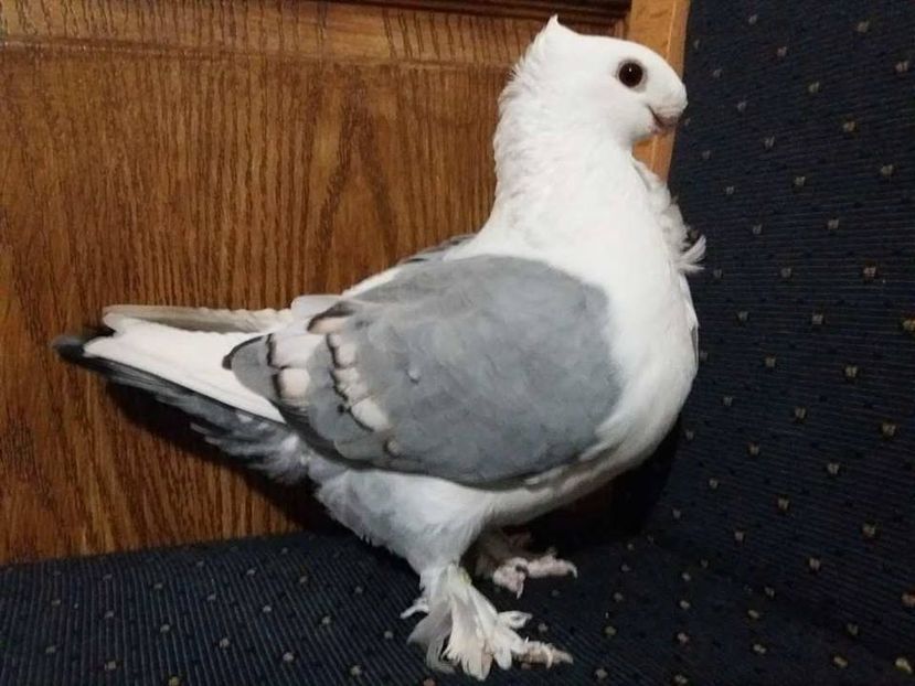  - PESCARUSI ORIENTALI