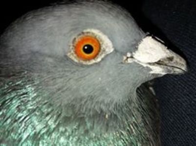 50 lei - mascul voiajor de vanzare