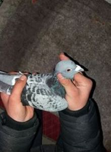 50 lei - mascul voiajor de vanzare