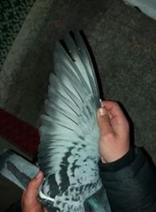 50 lei - mascul voiajor de vanzare