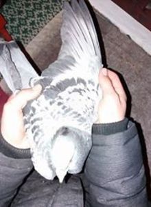 50 lei - mascul voiajor de vanzare