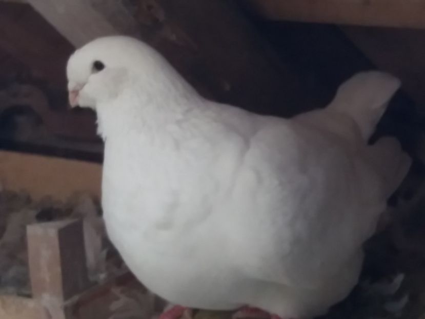 F-2017 - ARHIVA AGH II