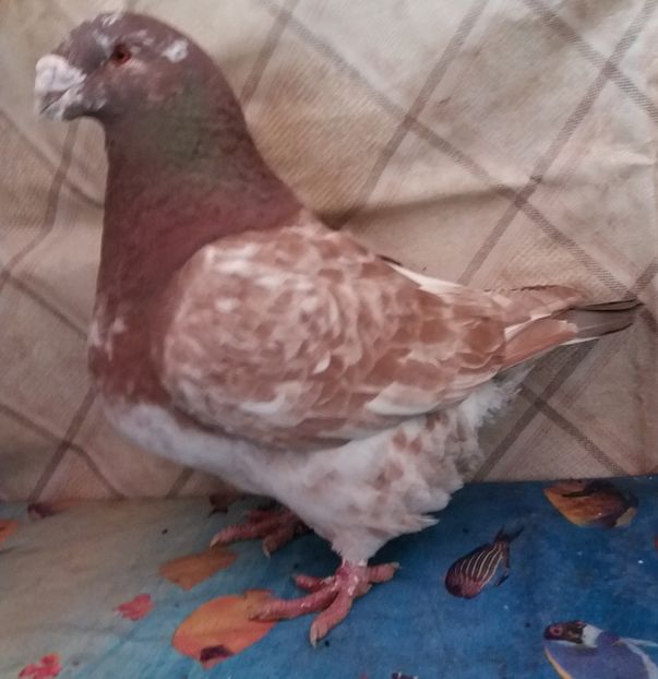  - Americani Giant Homer 2018