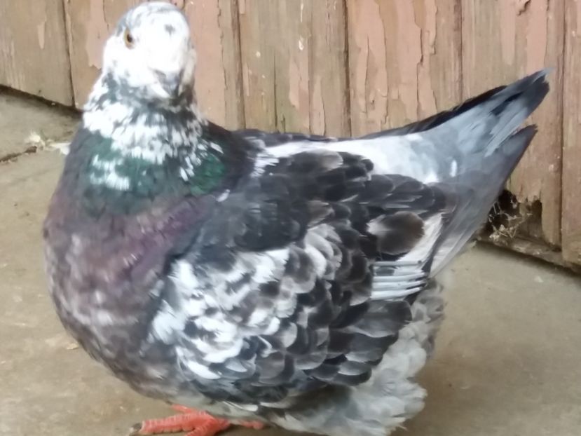 F-2017 - ARHIVA AGH II