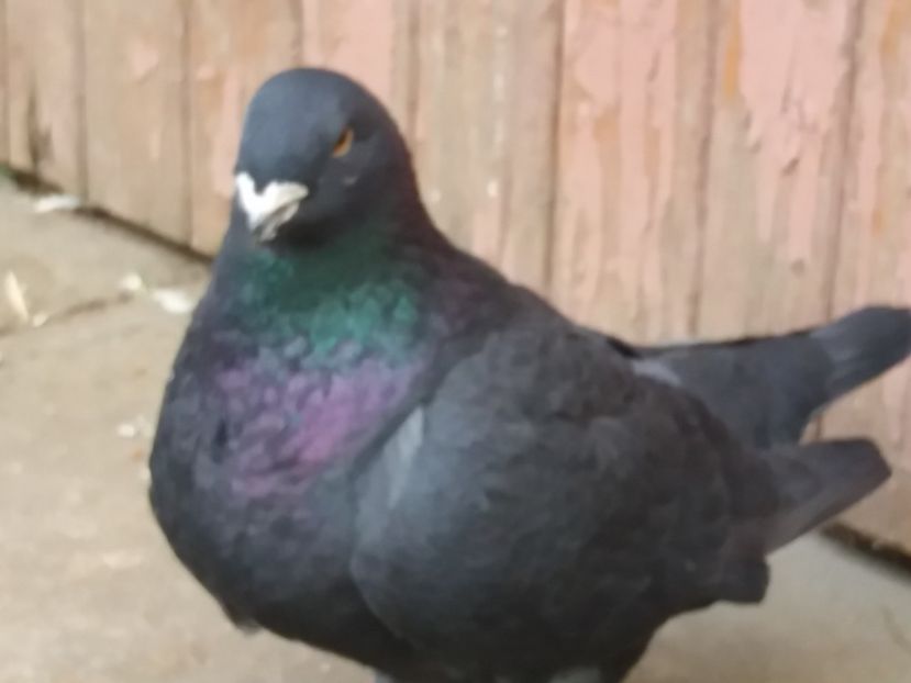 F-2015 - ARHIVA AGH II