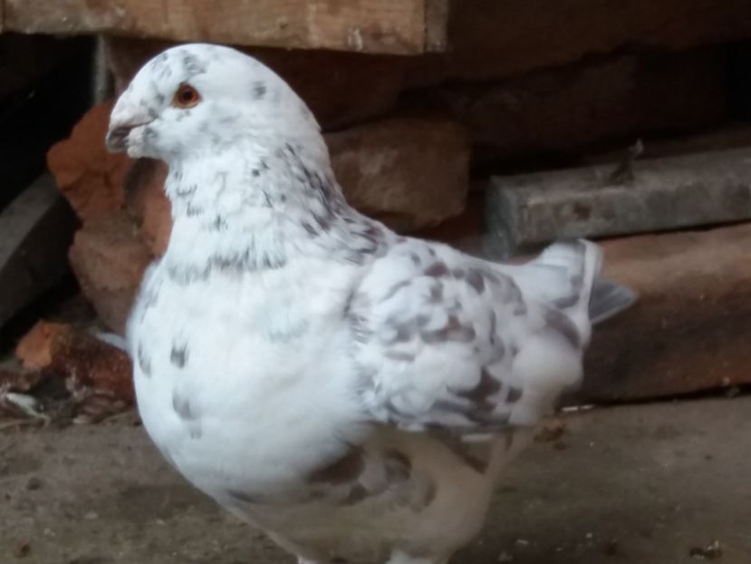 M-2016 - ARHIVA AGH II