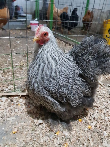  - arhiva fam Cochincina Pitic Herminat Inchis
