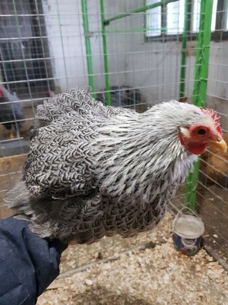  - arhiva fam Cochincina Pitic Herminat Inchis
