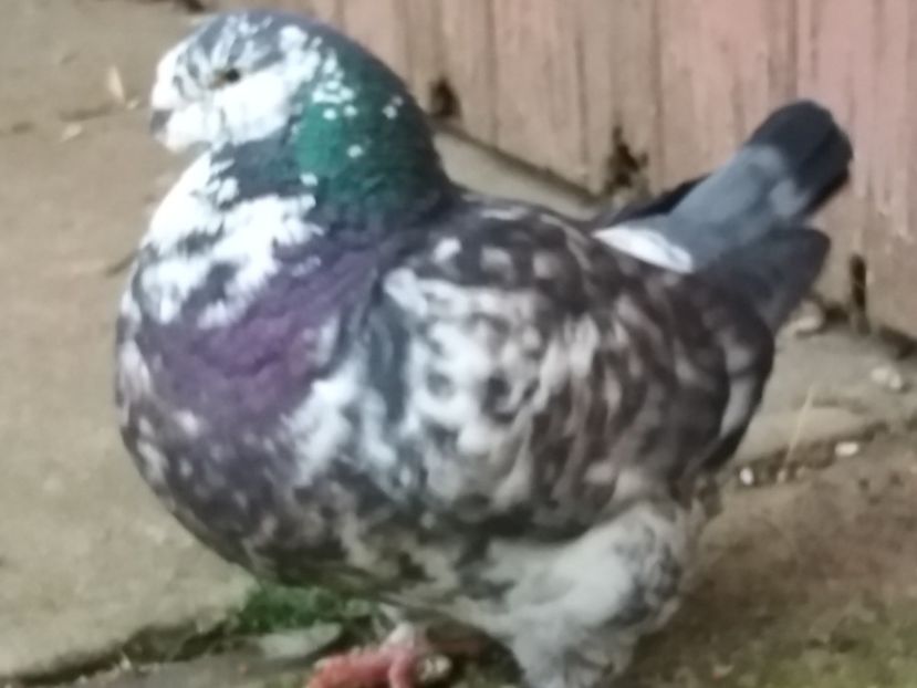 M-2013 - 2-AMERICAN GIANT HOMER