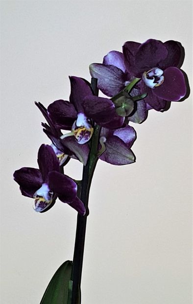  - Phalaenopsis 1