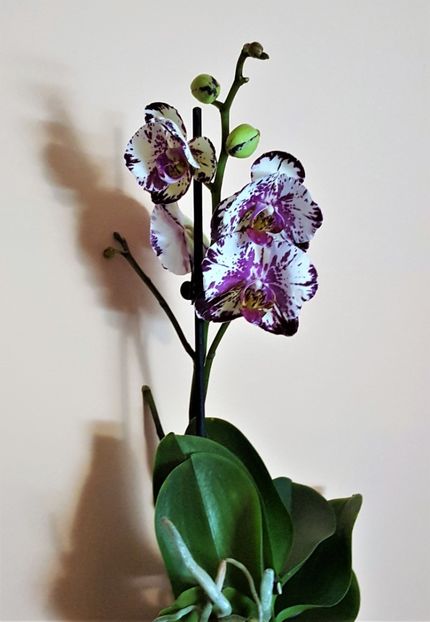  - Phalaenopsis 1