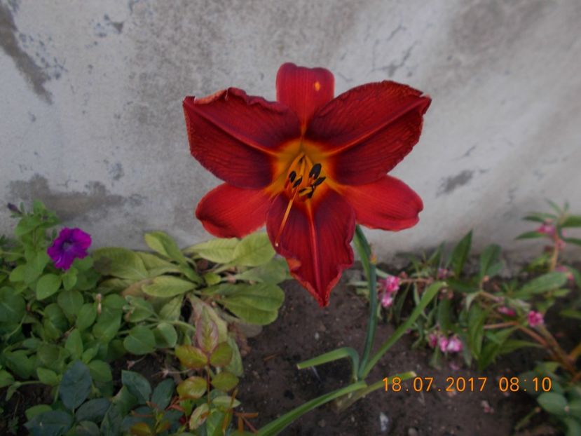 avante-garde1 - HEMEROCALLIS 2017