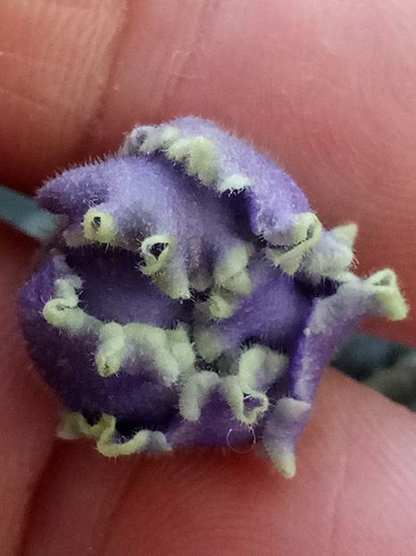 Ruffled Skies - A Violete Africane