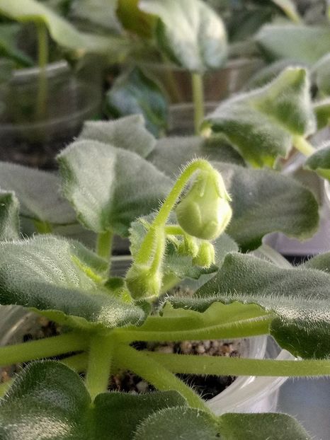 Mac s Callow Carillion - A Violete Africane