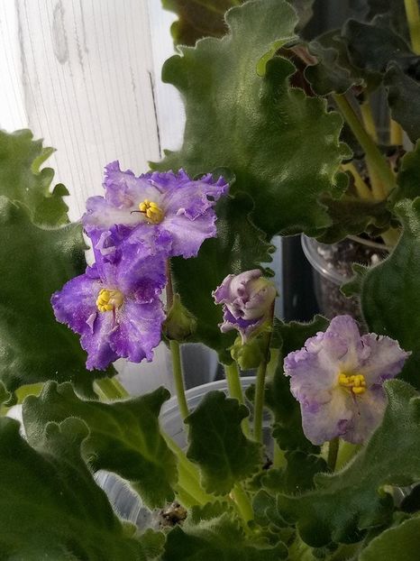 Partly Cloudi - A Violete Africane