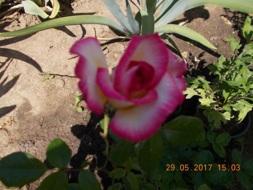 handel - COLECTIA DE TRANDAFIRI