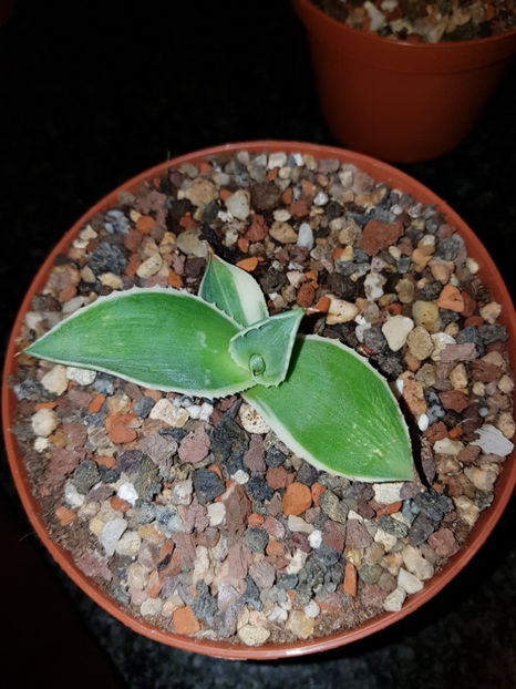 Agave Celsii Multicolor 10 euro (Rezervat) - Agave Celsii