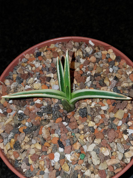 Agave Filifera Marginated € 7.50 - Vandute