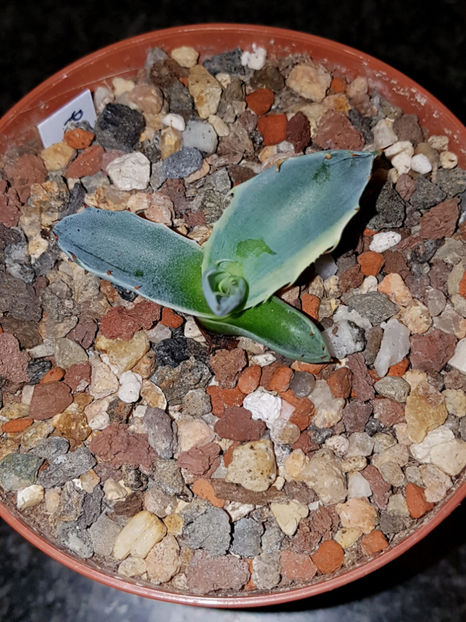 Agave Ovatisana € 50 (Rezervat) - Agave Ovatisana Parrasana x Ovatifolia