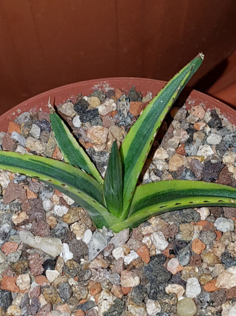 Agave Vic MR Wega 20 euro ....always bright (Rezervat) - Agave Victoriae-reginae