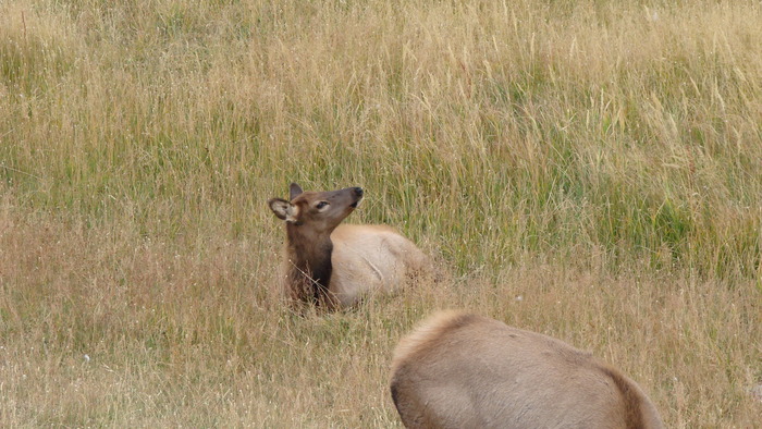 yellowstone__2_060
