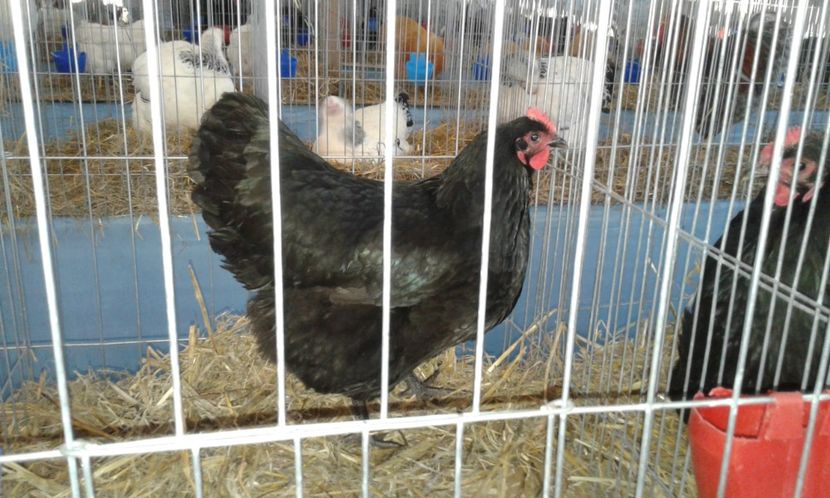  - !!! AUSTRALORP !!!