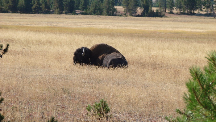 yellowstone_national_park_026
