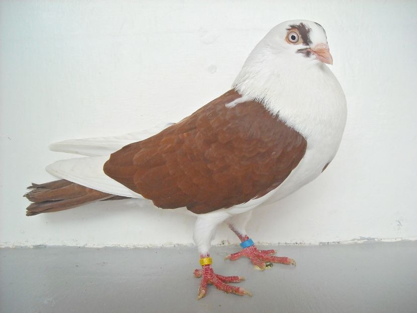  - jucatori de galati pe ros