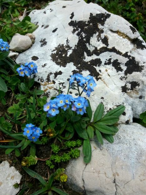 Panait Claudiu - Flori din Bucegi