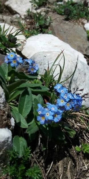 Panait Claudiu - Flori din Bucegi