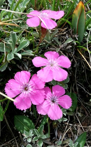 Panait Claudiu - Flori din Bucegi