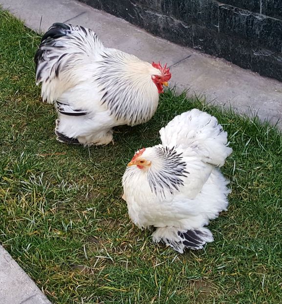  - 30_COCHINCHINA PITIC HERMINAT DESCHIS-2021