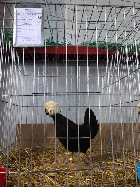  - Motata Olandeza Negru-Alb