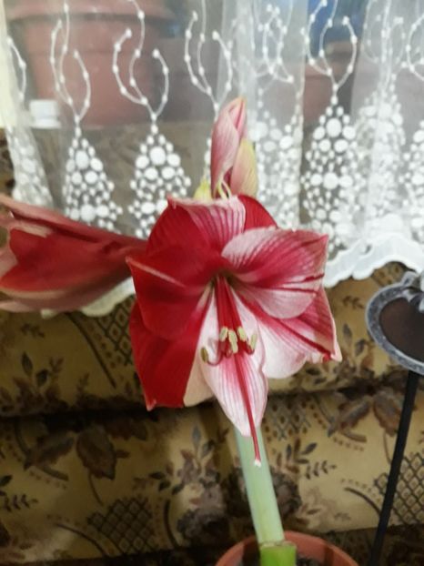 20180129_072858[1] - gervase