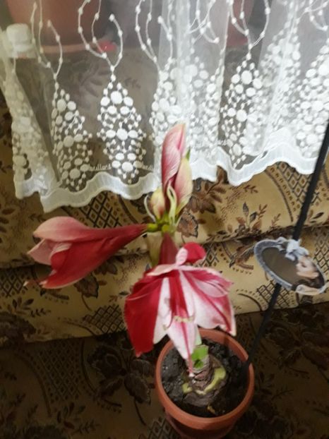 20180129_072904[1] - gervase