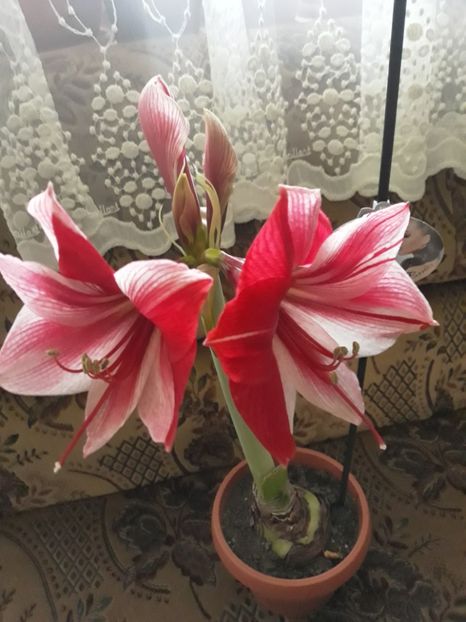 20180129_163847[1] - gervase