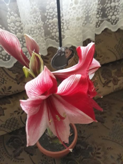 20180129_163855[1] - gervase