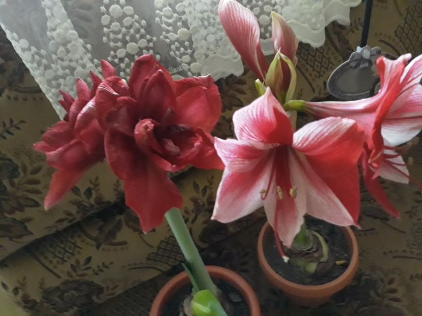 20180129_163953[1] - Amarilisii mei