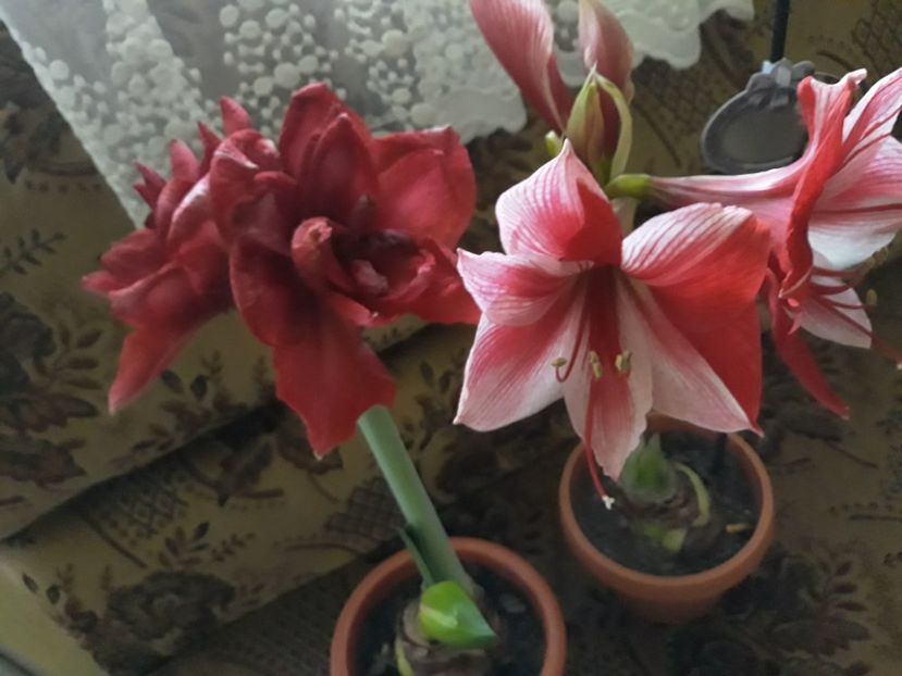 20180129_163957[1] - Amarilisii mei